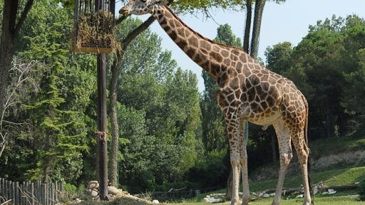 Parco Natura Viva - safari park  6