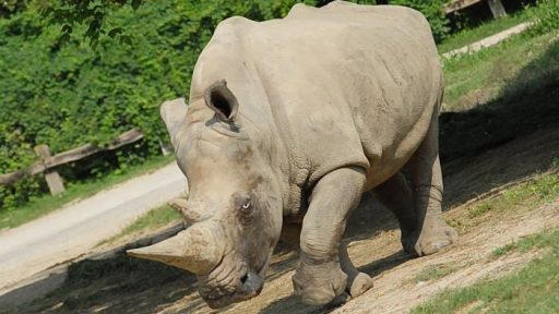 Parco Natura Viva - safari park  19