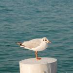 Pernate živali, zjutraj, na obali jezera 2