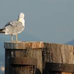 Pernate živali, zjutraj, na obali jezera 3
