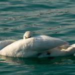 Pernate živali, zjutraj, na obali jezera 4