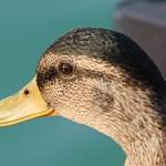 Pernate živali, zjutraj, na obali jezera 1