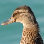 Pernate živali, zjutraj, na obali jezera 6