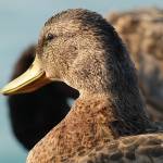 Pernate živali, zjutraj, na obali jezera 7