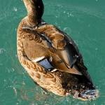 Pernate živali, zjutraj, na obali jezera 8