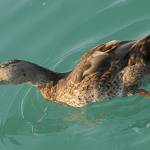 Pernate živali, zjutraj, na obali jezera 9