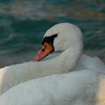 Pernate živali, zjutraj, na obali jezera 10