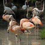 Parco Natura Viva - živalski vrt 2