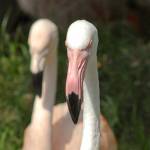 Parco Natura Viva - živalski vrt 3