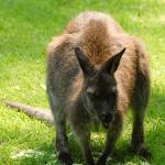 Parco Natura Viva - živalski vrt 4