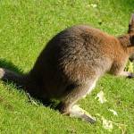 Parco Natura Viva - živalski vrt 5