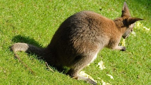 Parco Natura Viva - živalski vrt 5