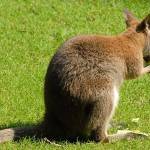 Parco Natura Viva - živalski vrt 6