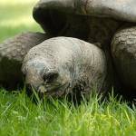 Parco Natura Viva - živalski vrt 7