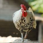 Parco Natura Viva - živalski vrt 8