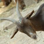 Parco Natura Viva - živalski vrt 9