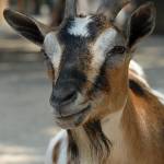 Parco Natura Viva - živalski vrt 10