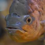 Parco Natura Viva - živalski vrt 11