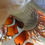 Parco Natura Viva - živalski vrt 12