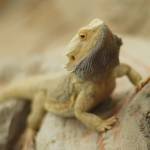 Parco Natura Viva - živalski vrt 13