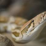 Parco Natura Viva - živalski vrt 14