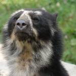 Parco Natura Viva - živalski vrt 15