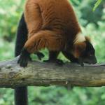 Parco Natura Viva - živalski vrt 16