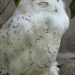 Parco Natura Viva - živalski vrt 17