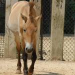 Parco Natura Viva - živalski vrt 18