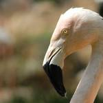 Parco Natura Viva - živalski vrt 19