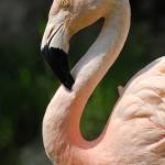 Parco Natura Viva - živalski vrt 20