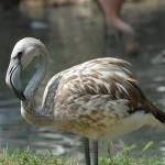 Parco Natura Viva - živalski vrt 21