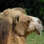 Parco Natura Viva - živalski vrt 22