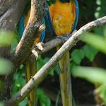 Parco Natura Viva - živalski vrt 23