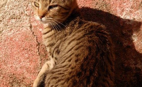 Mačka Felis Silvestris Catus