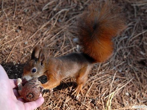 Veverica Fotografije Sciurus Vulgaris Squirrel Photos 11