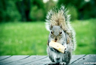 veverica-fotografije-001