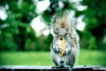 veverica-fotografije-002