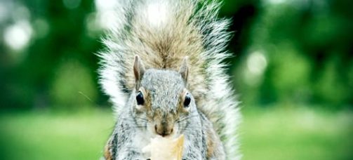 veverica-fotografije-003