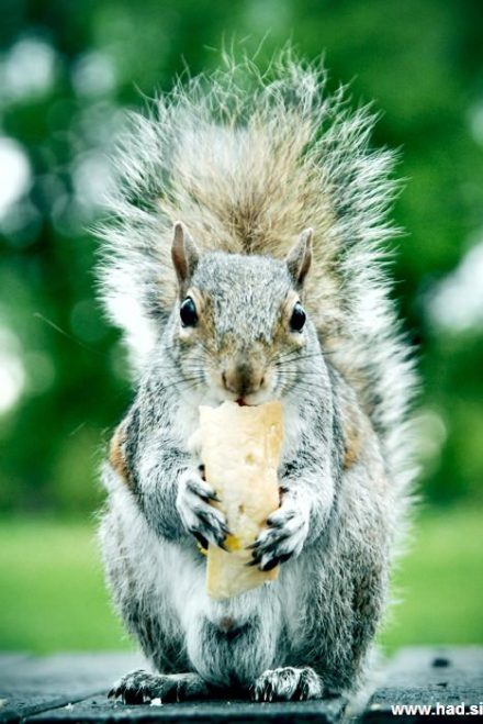 veverica-fotografije-004