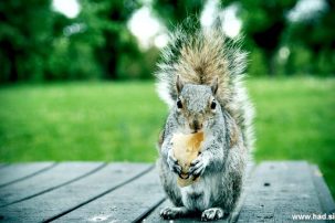 veverica-fotografije-005