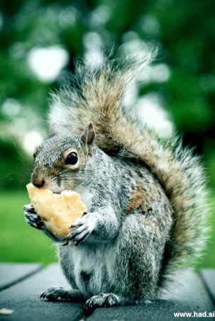 veverica-fotografije-006