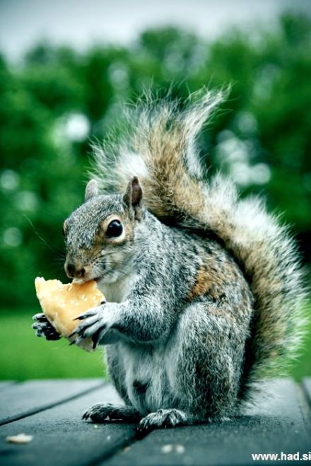 veverica-fotografije-007