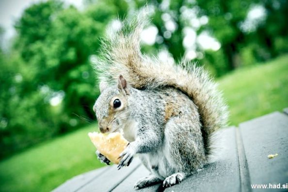 veverica-fotografije-008