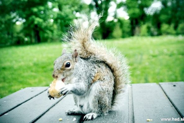 veverica-fotografije-009