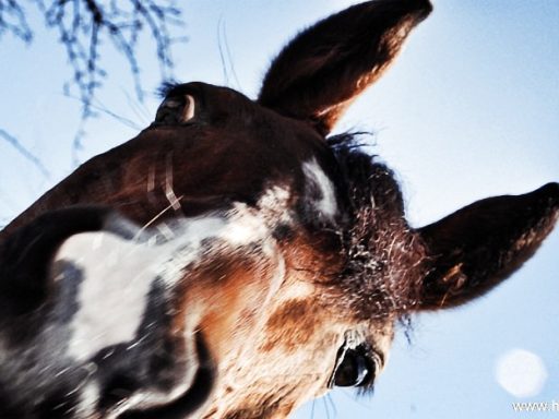 Konj Equus Caballus 5