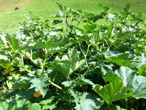 Datura Stramonium 3