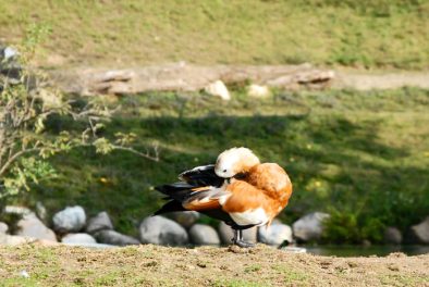 parco_natura_viva_11