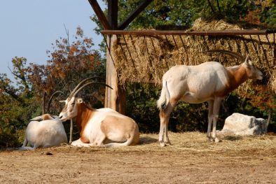 parco_natura_viva_14