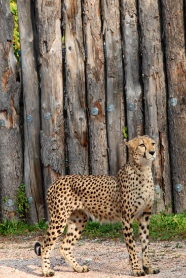 parco_natura_viva_20